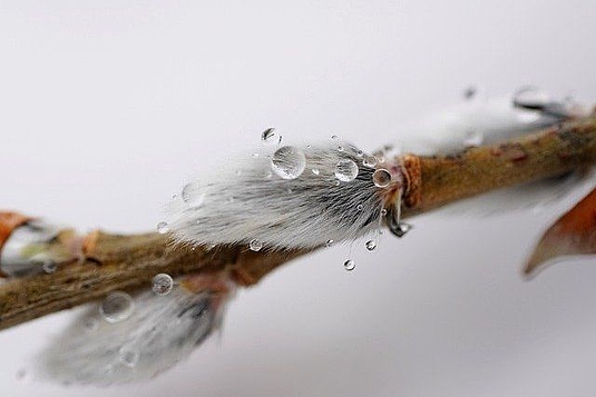 Der Wind in den Weiden