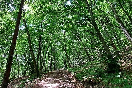 "Shinrin Yoku" Waldbaden