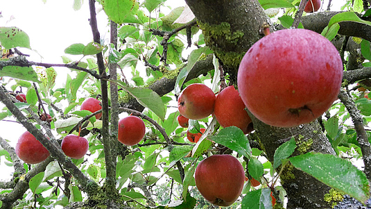 Winterschnitt an Obstbäumen
