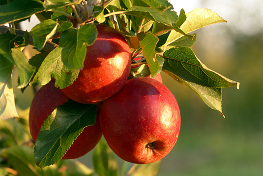 Sommerliche Pflegemaßnahmen an Obstbäumen