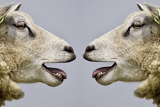 Gewaltfreie Kommunikation (GFK)