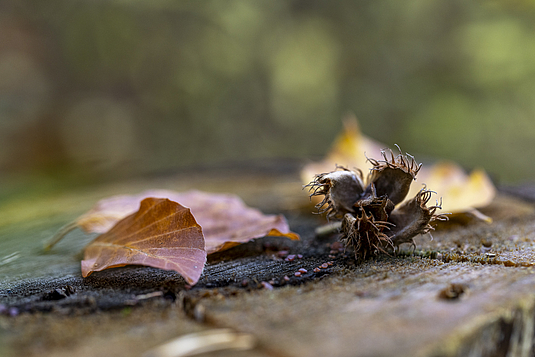 Fotoworkshop: Der Goldene Herbst